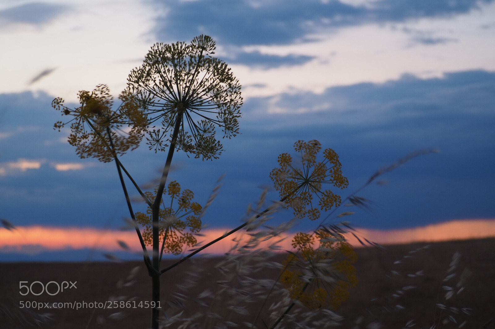 Olympus OM-D E-M10 II sample photo. Anochecer photography