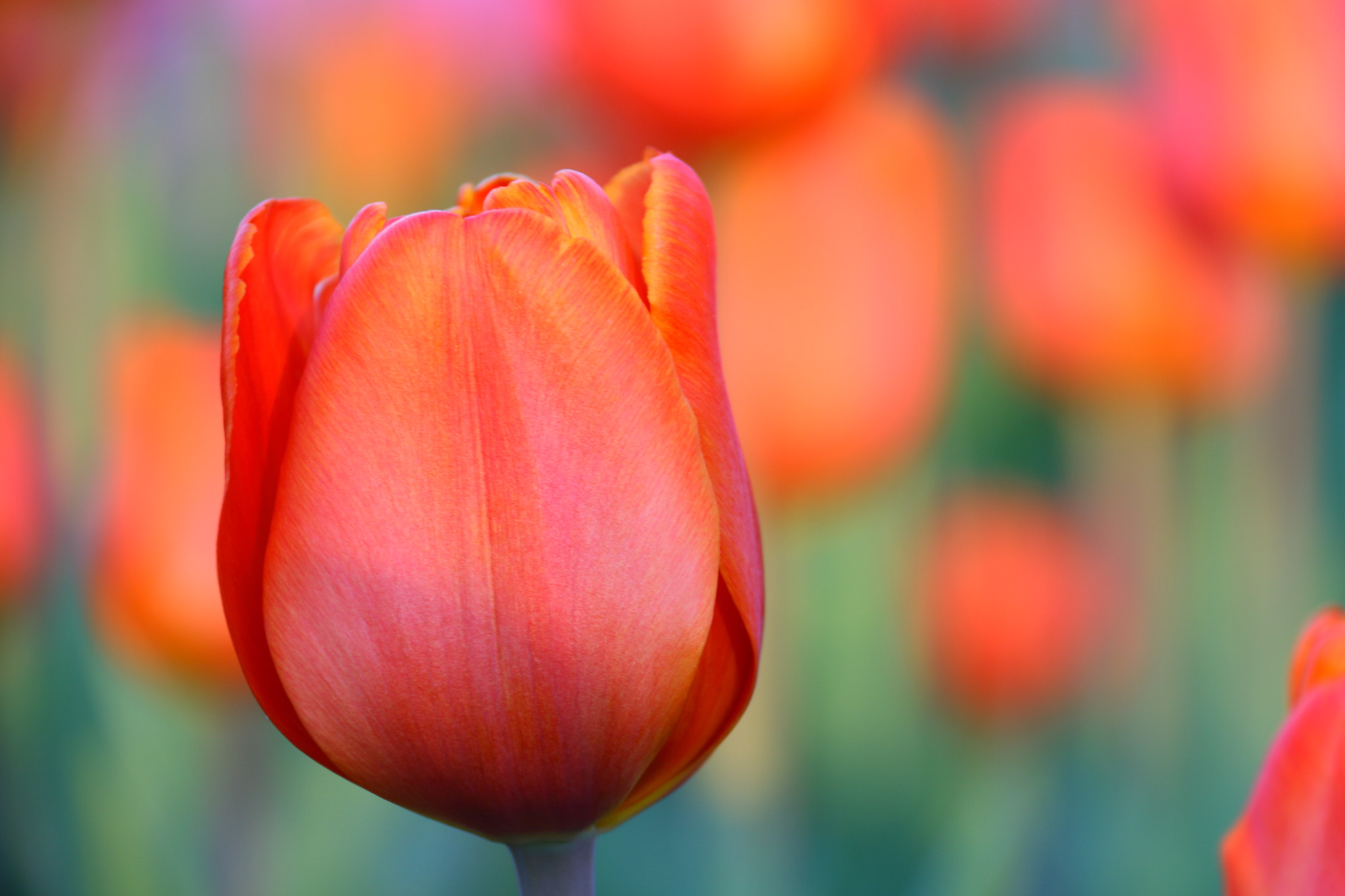 Canon EF-S 18-200mm F3.5-5.6 IS sample photo. Red tulip photography