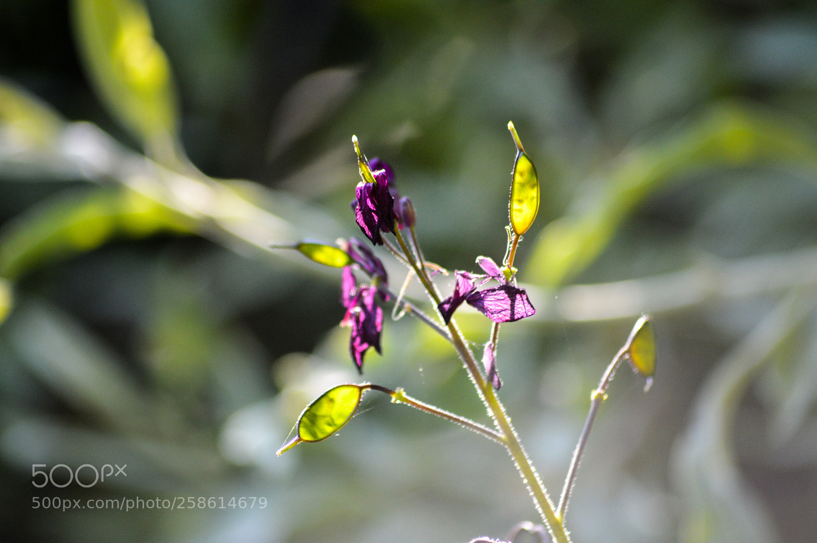 Nikon D3200 sample photo. Honesty setting seed photography