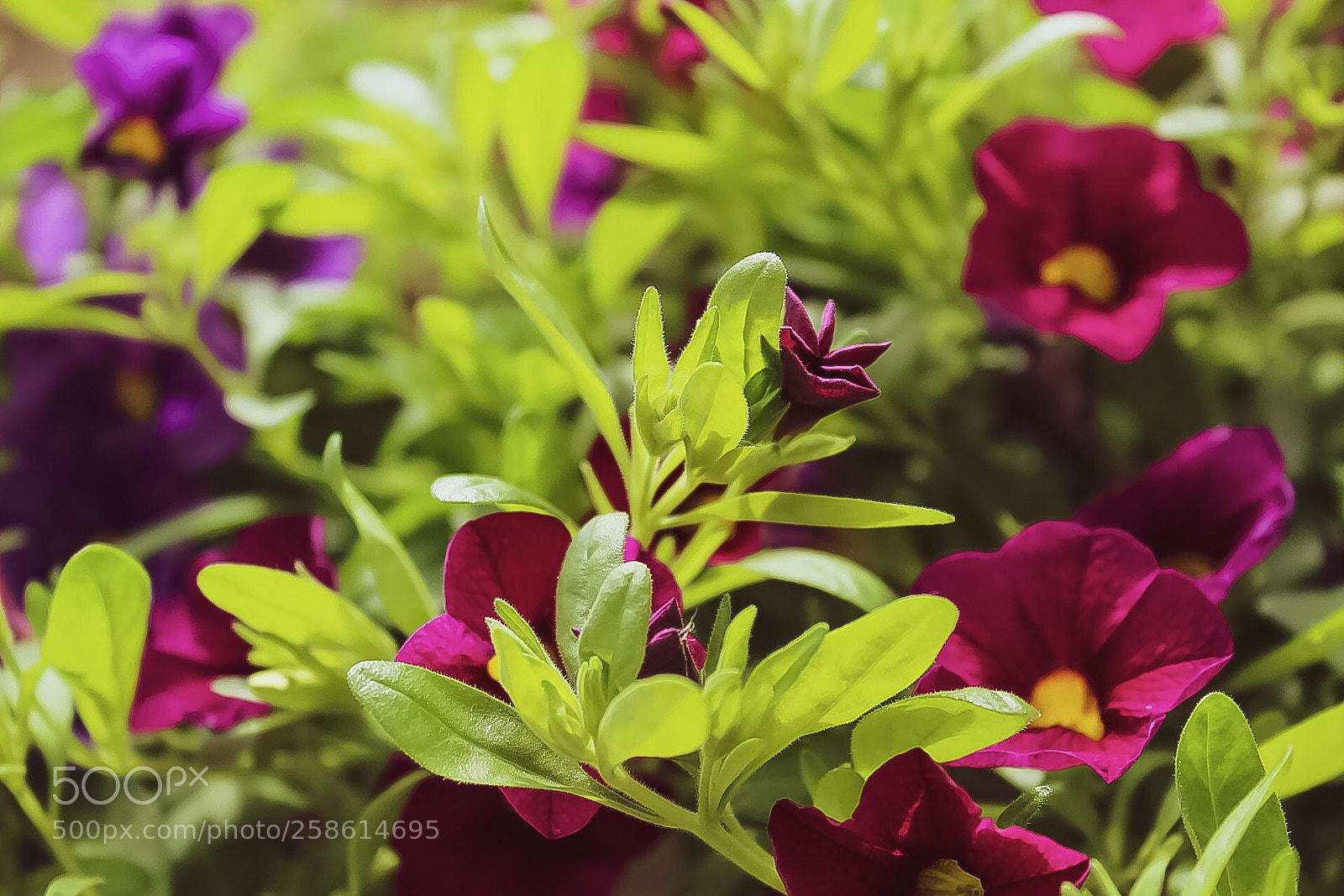 Canon EOS 1300D (EOS Rebel T6 / EOS Kiss X80) sample photo. Springtime flowers photography