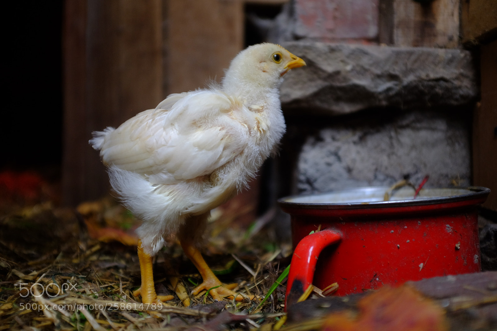 Fujifilm X100T sample photo. Am pott photography