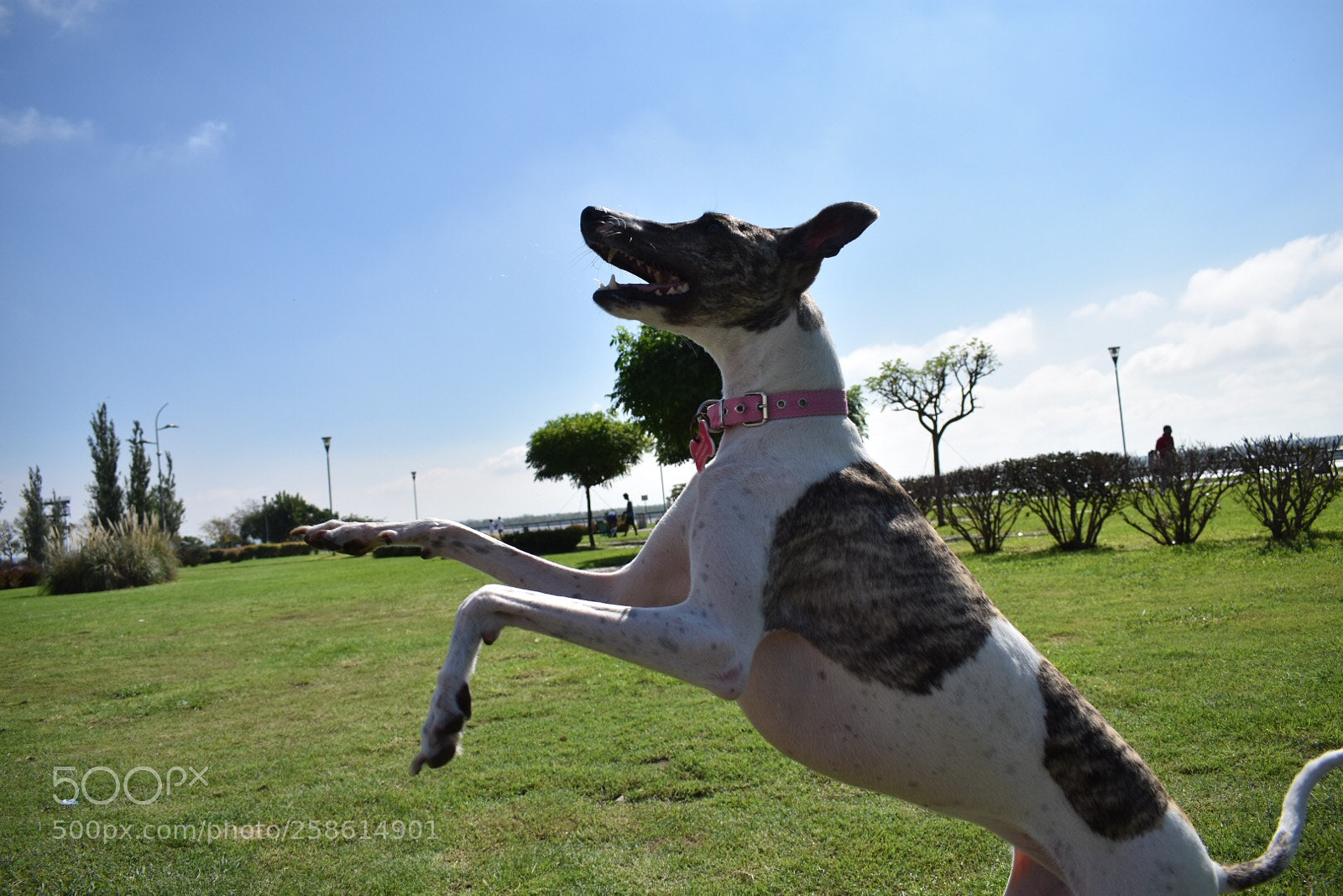 Nikon D3400 sample photo. Saltarina  photography