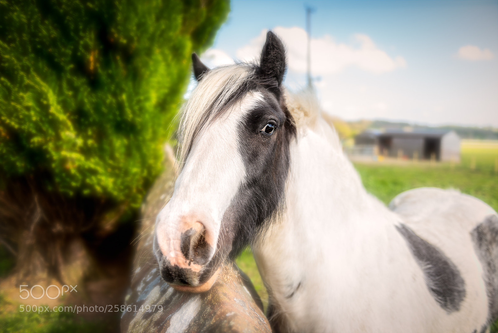 Nikon D810 sample photo. Nosey neighbour photography