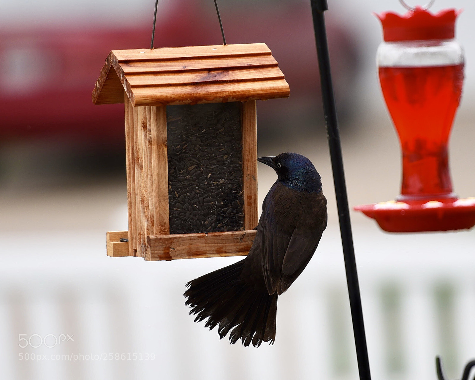 Nikon D750 sample photo. Backyard bird  photography