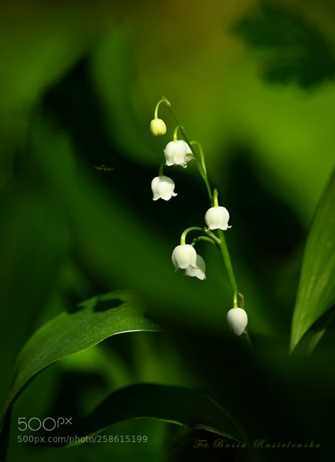 Nikon D5100 sample photo. Lily of the valley... photography