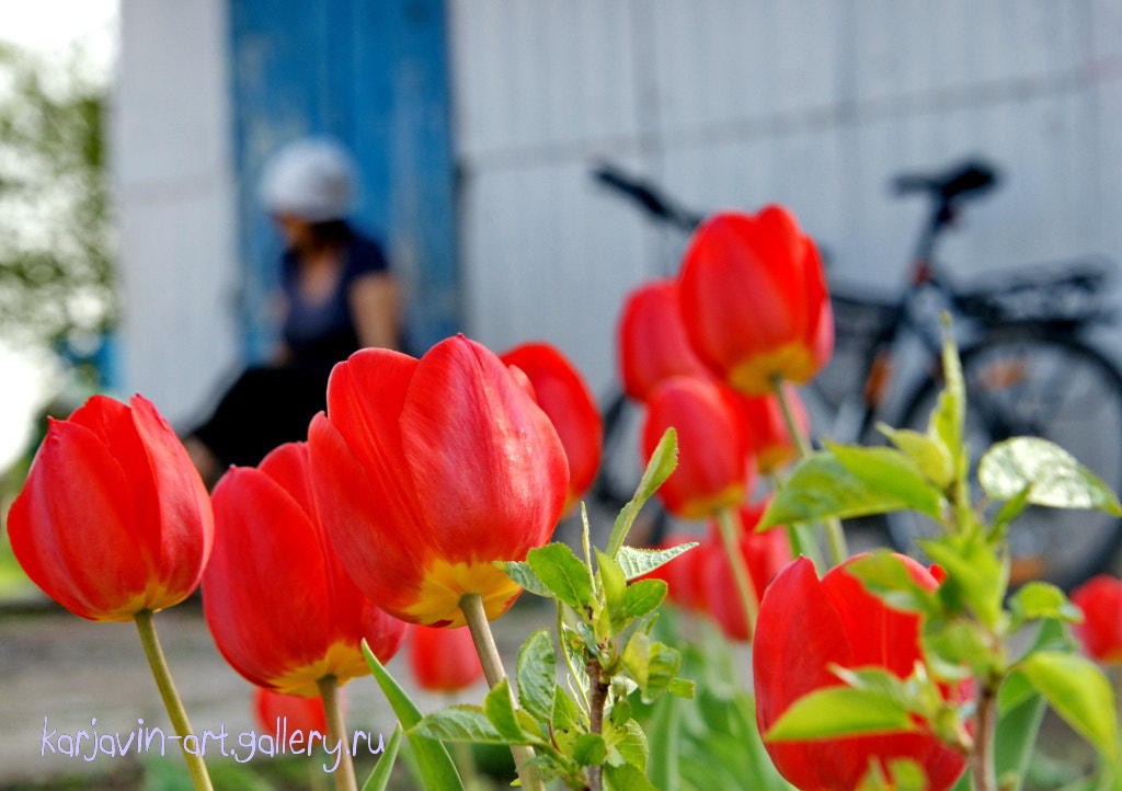 Sony Alpha DSLR-A700 + Tamron AF 28-75mm F2.8 XR Di LD Aspherical (IF) sample photo. Tulips in her yard photography