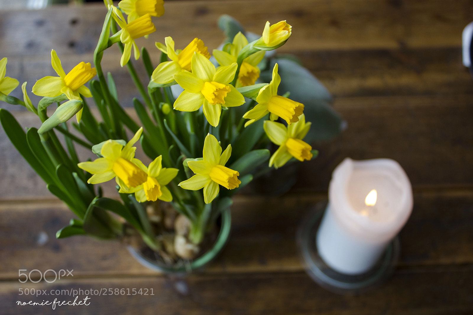 Canon EOS 550D (EOS Rebel T2i / EOS Kiss X4) sample photo. Daffodil candle photography