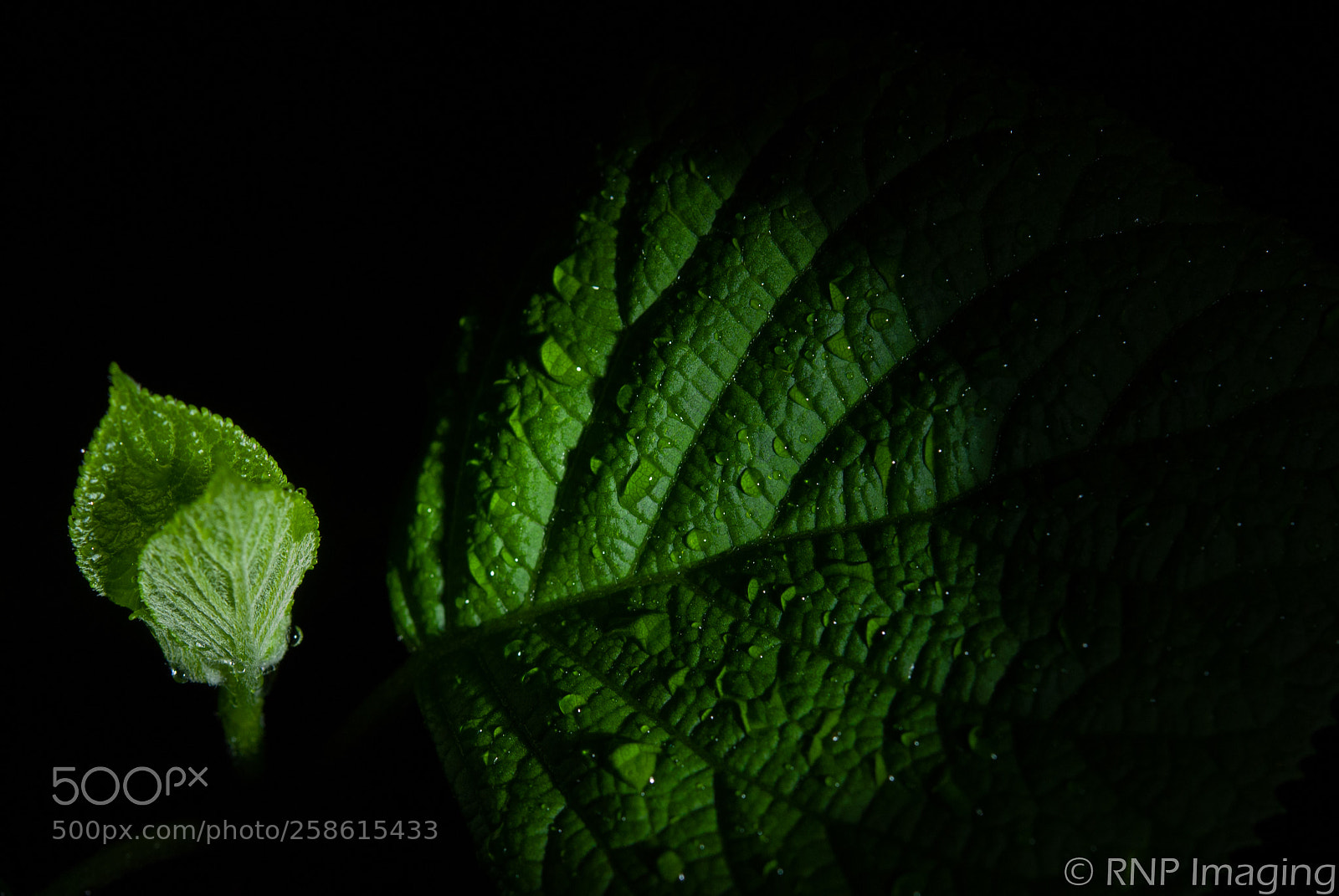 Nikon D200 sample photo. Night 2 photography