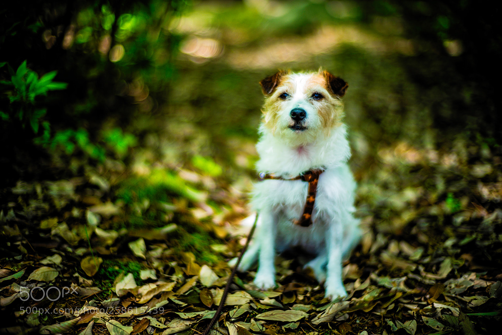Leica M (Typ 240) sample photo. Mountain path photography