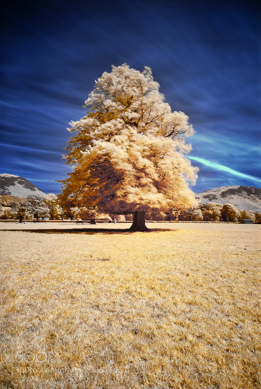 Nikon D200 sample photo. Tree infared 720nm photography