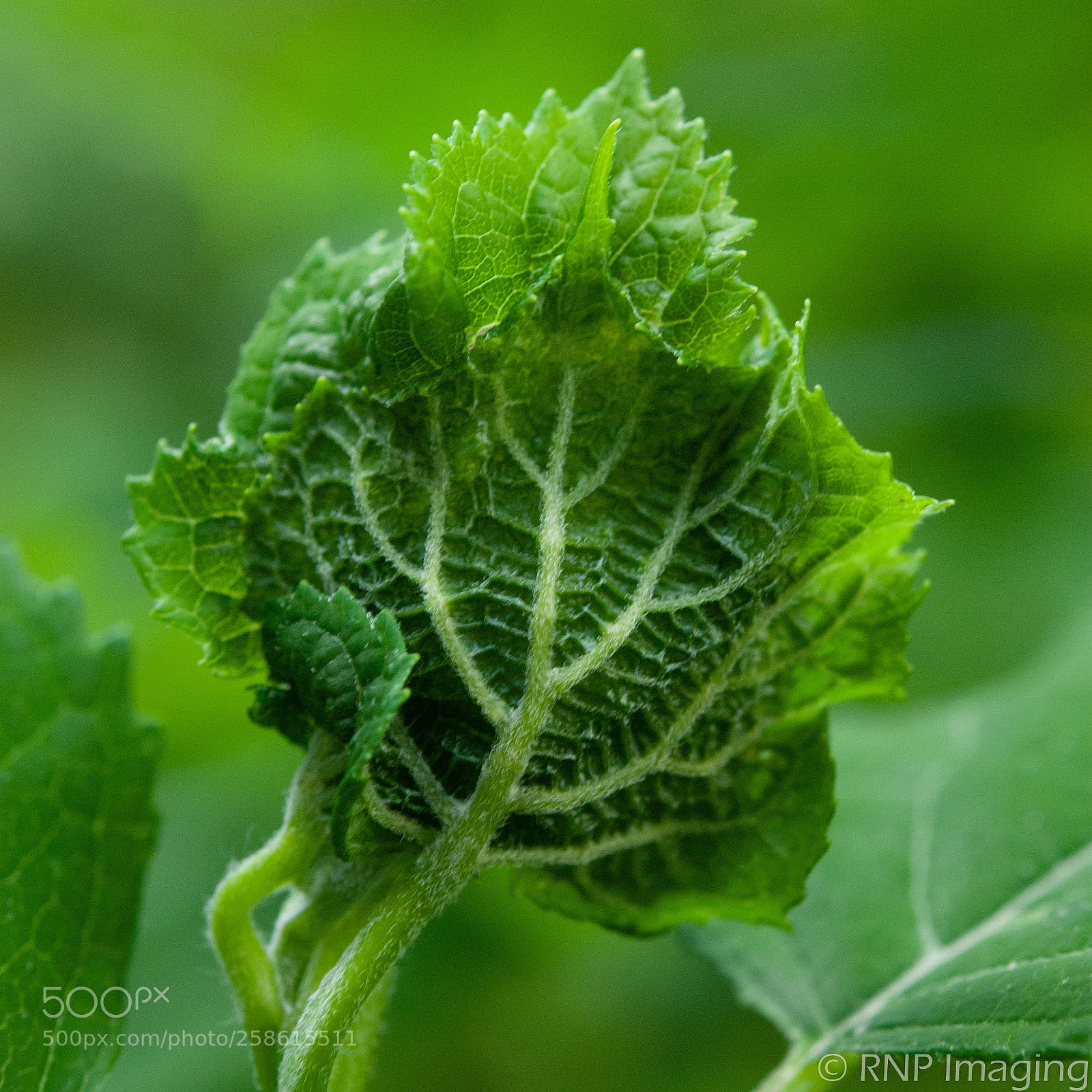 Nikon D200 sample photo. Leaf photography