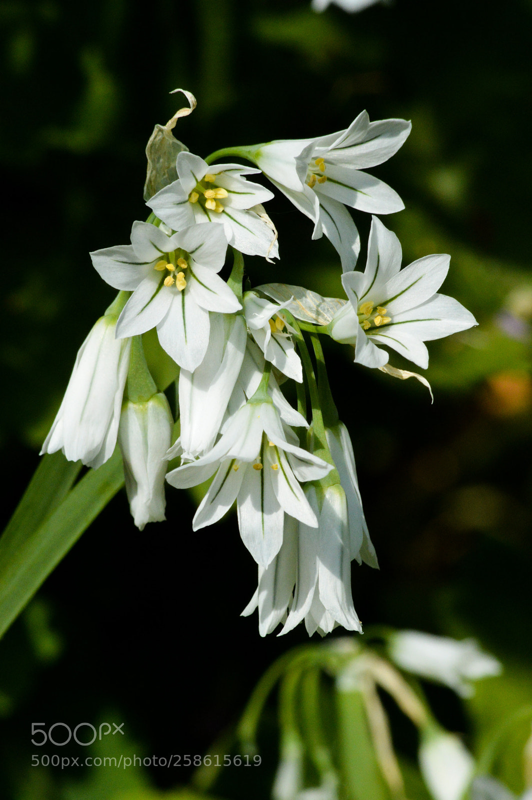 Nikon D3200 sample photo. White allium flowers photography