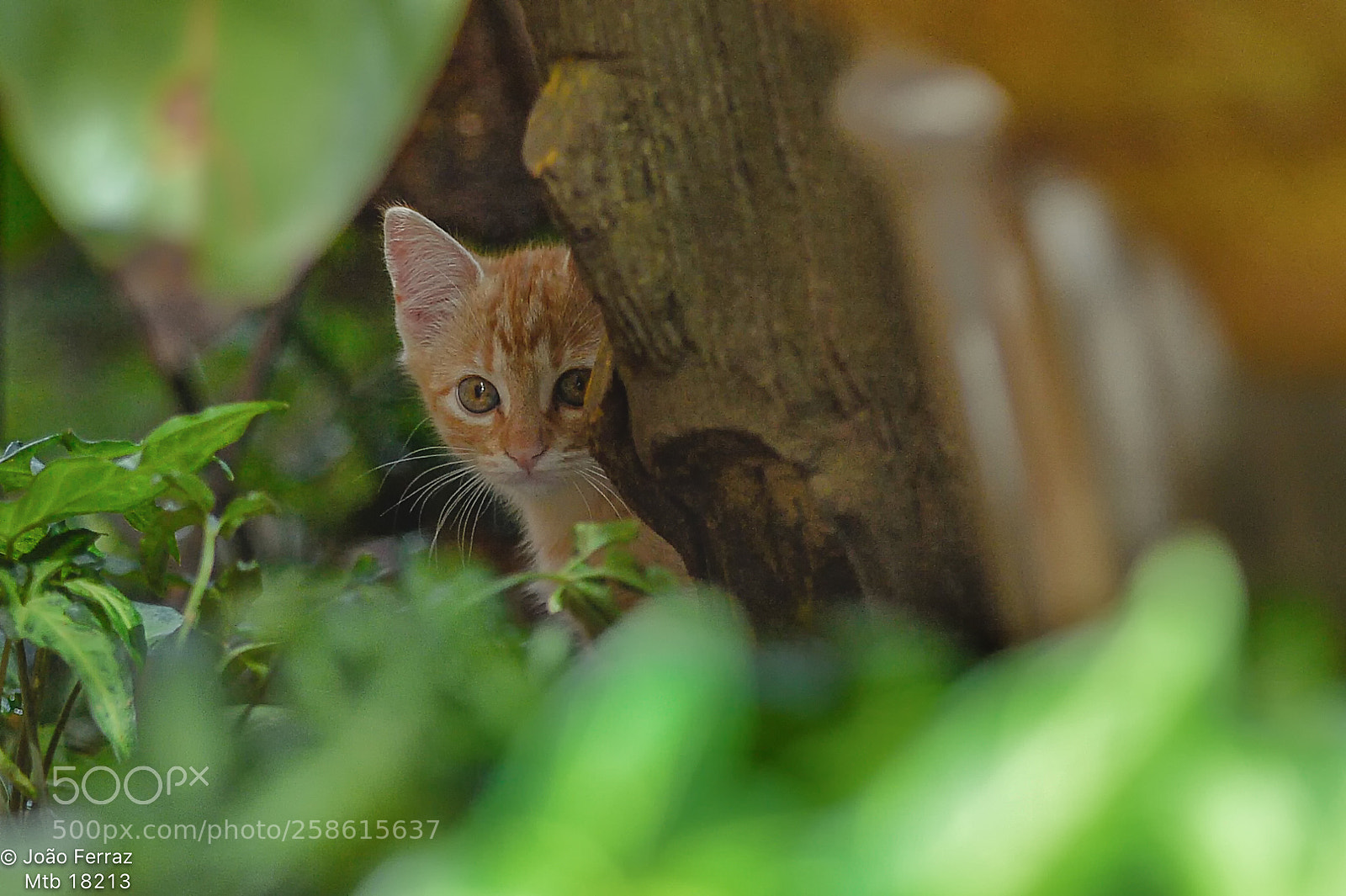 Nikon D4 sample photo. Life... photography