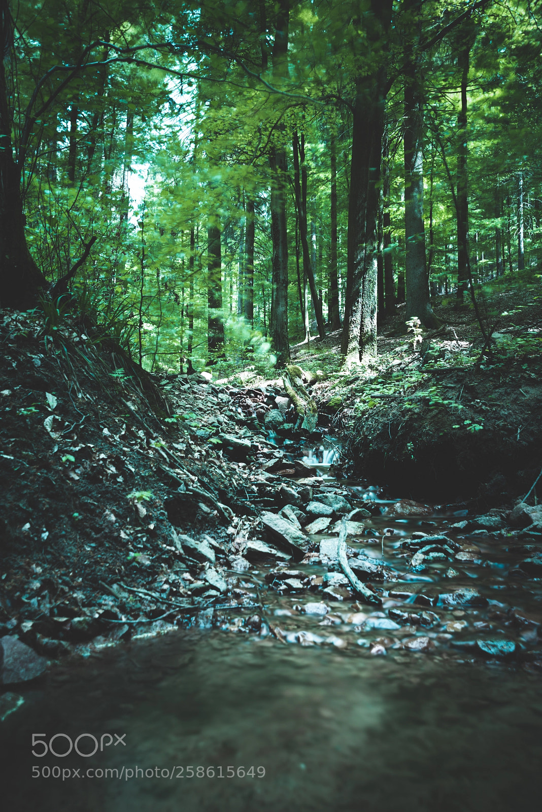 Nikon D750 sample photo. Forest photography