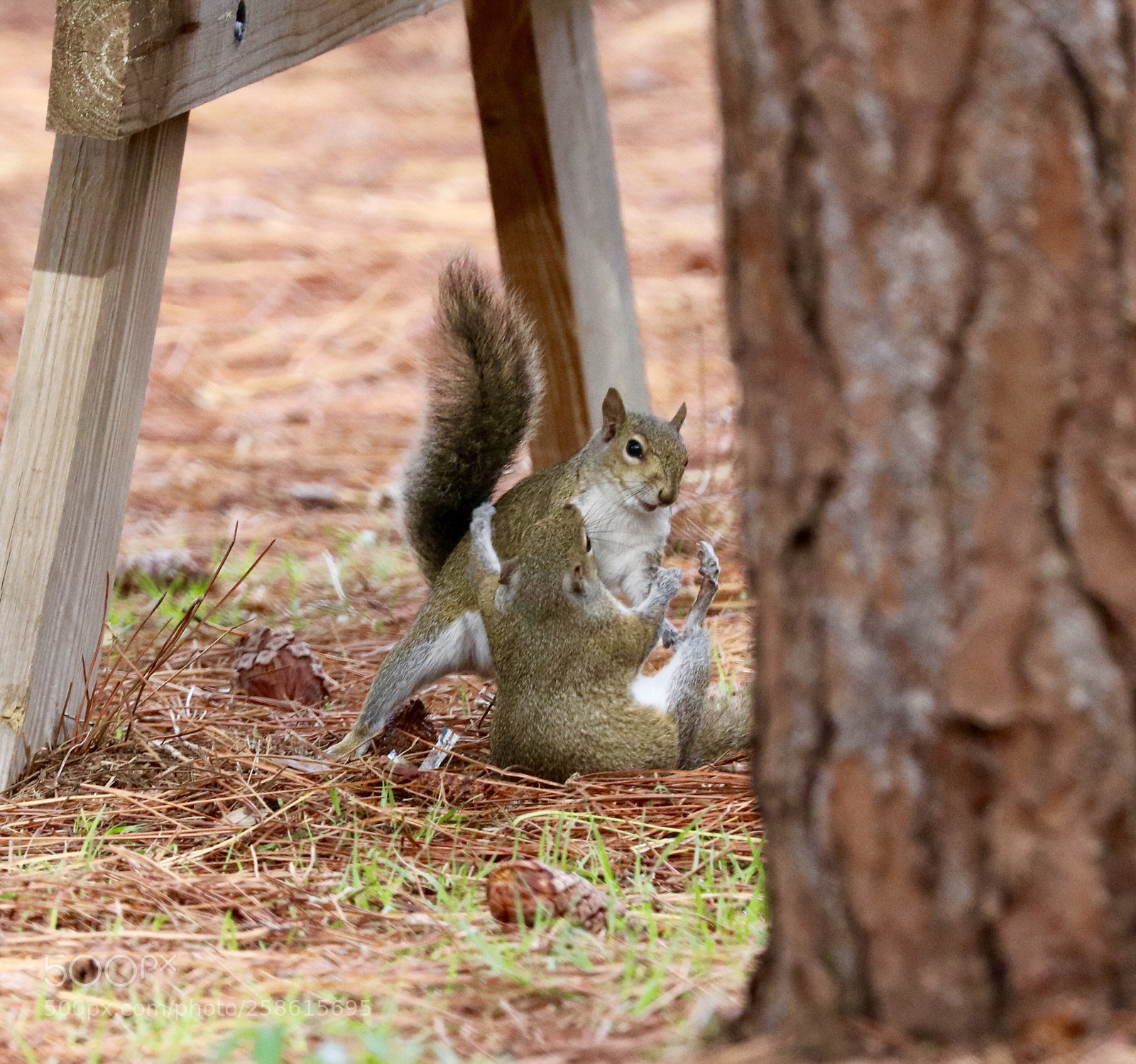 Canon EOS 80D sample photo. Squirrel wrestling  photography