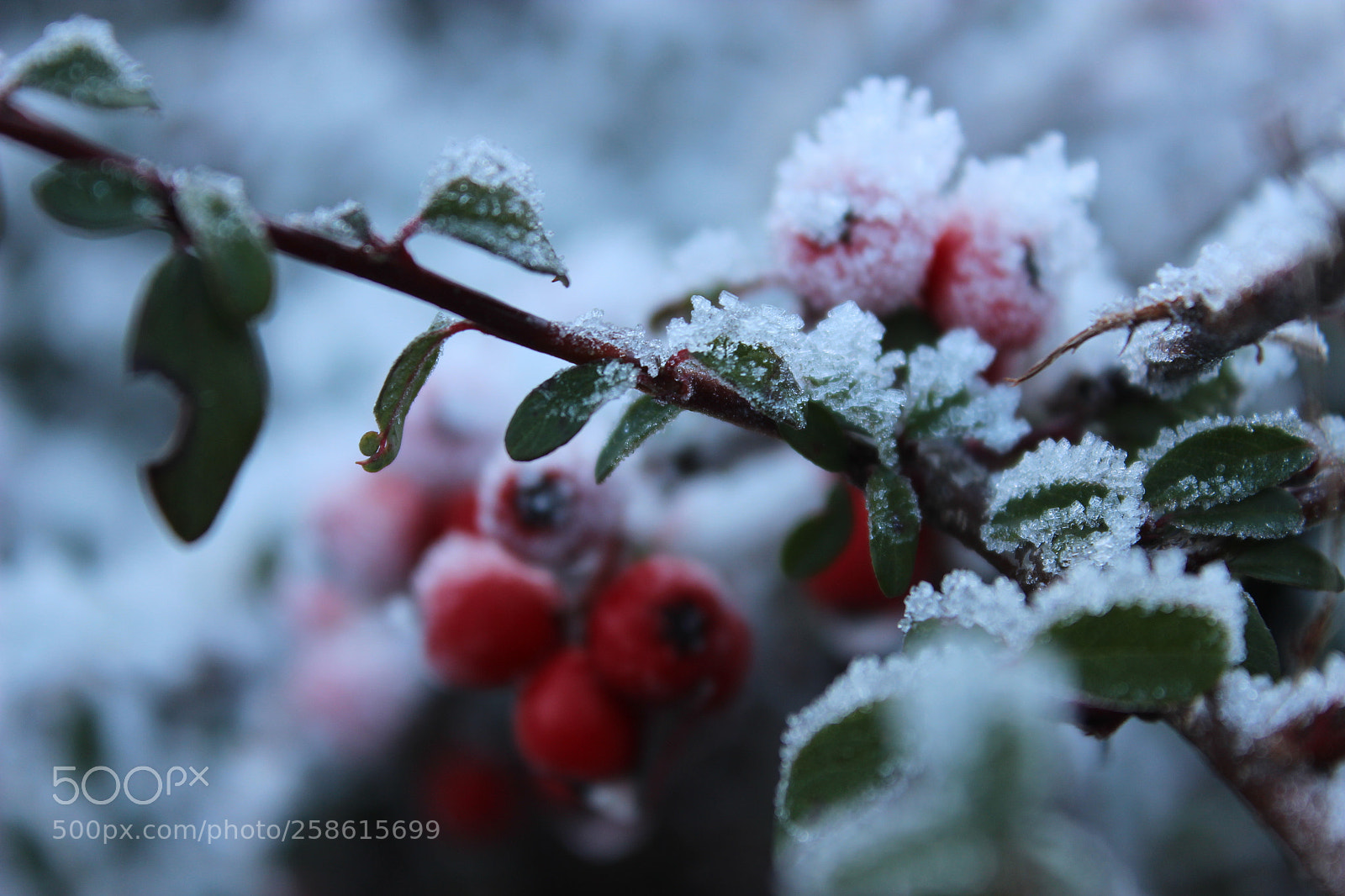 Canon EOS 600D (Rebel EOS T3i / EOS Kiss X5) sample photo. Frozen photography