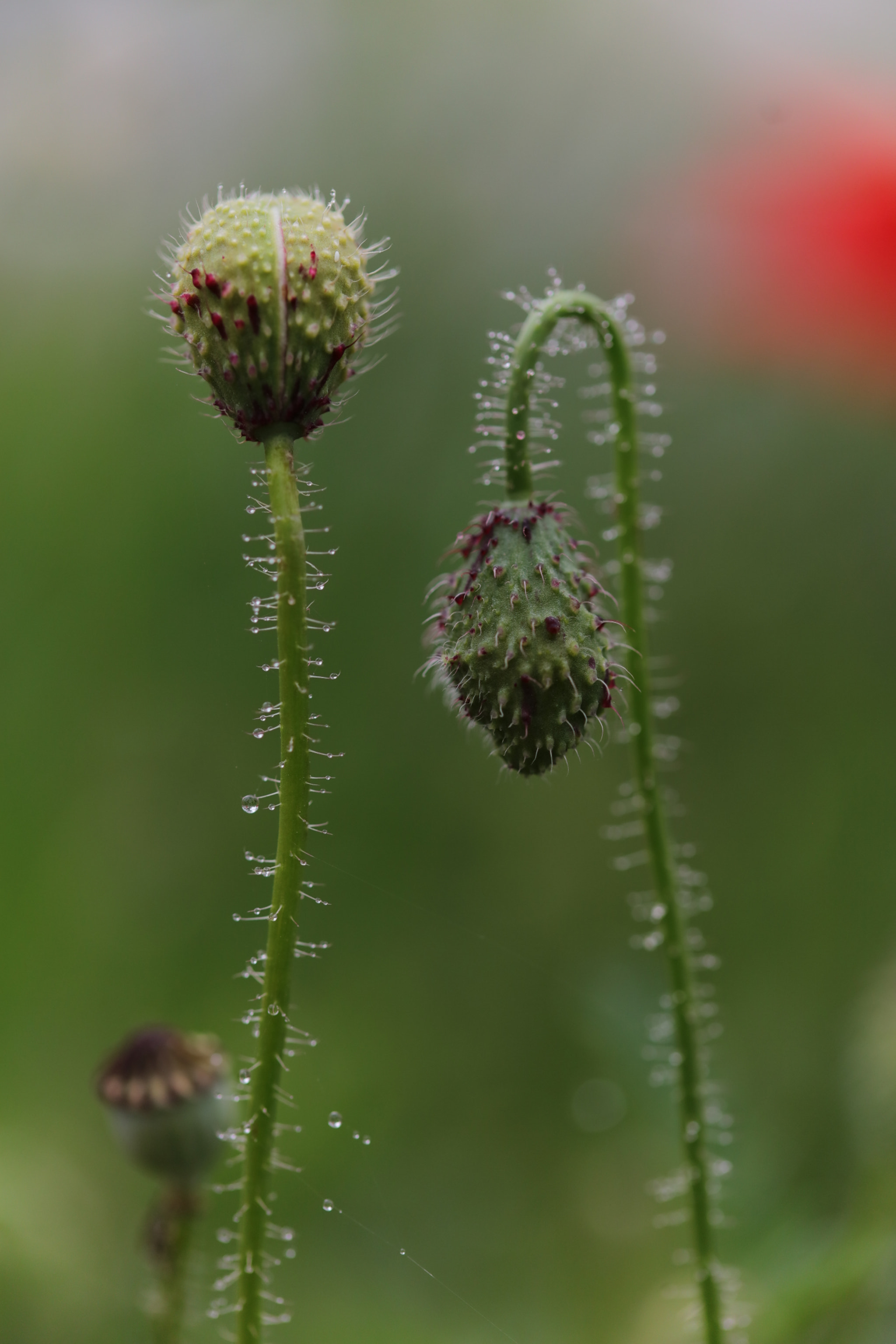 Sigma 105mm F2.8 EX DG OS HSM sample photo. A photography