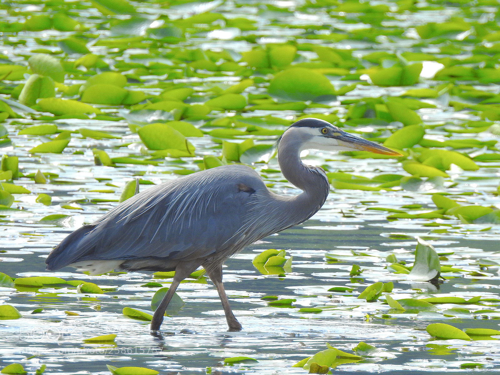 Nikon Coolpix P900 sample photo. Heron photography