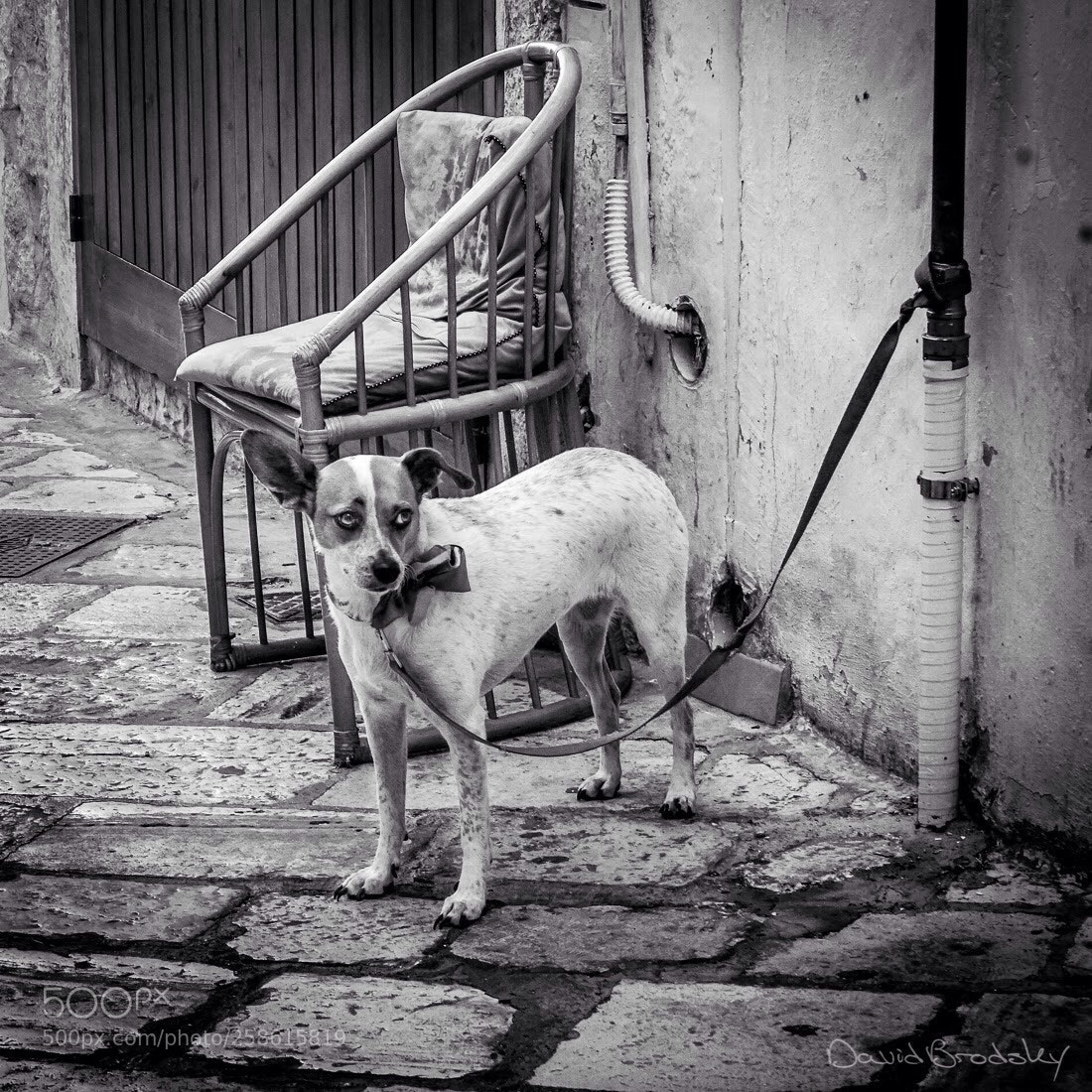 Sony a6500 sample photo. Dog on a leash  photography