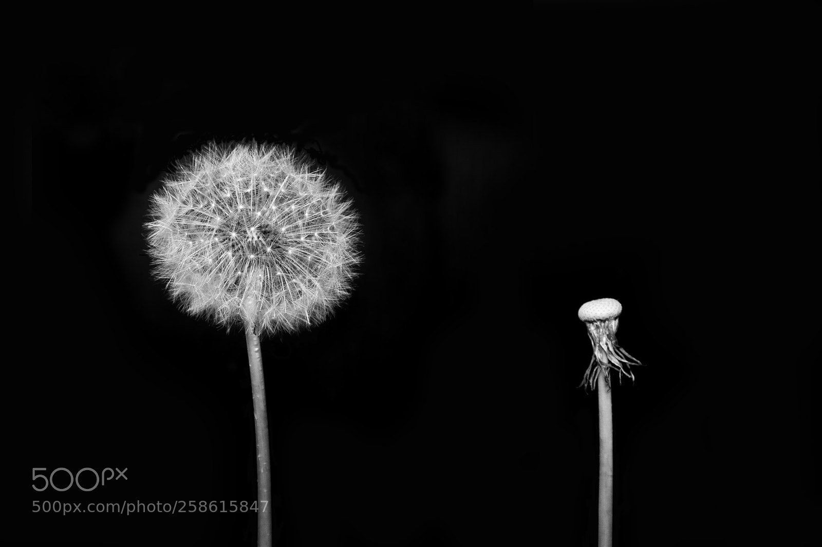 Fujifilm X-T2 sample photo. Dandelions photography