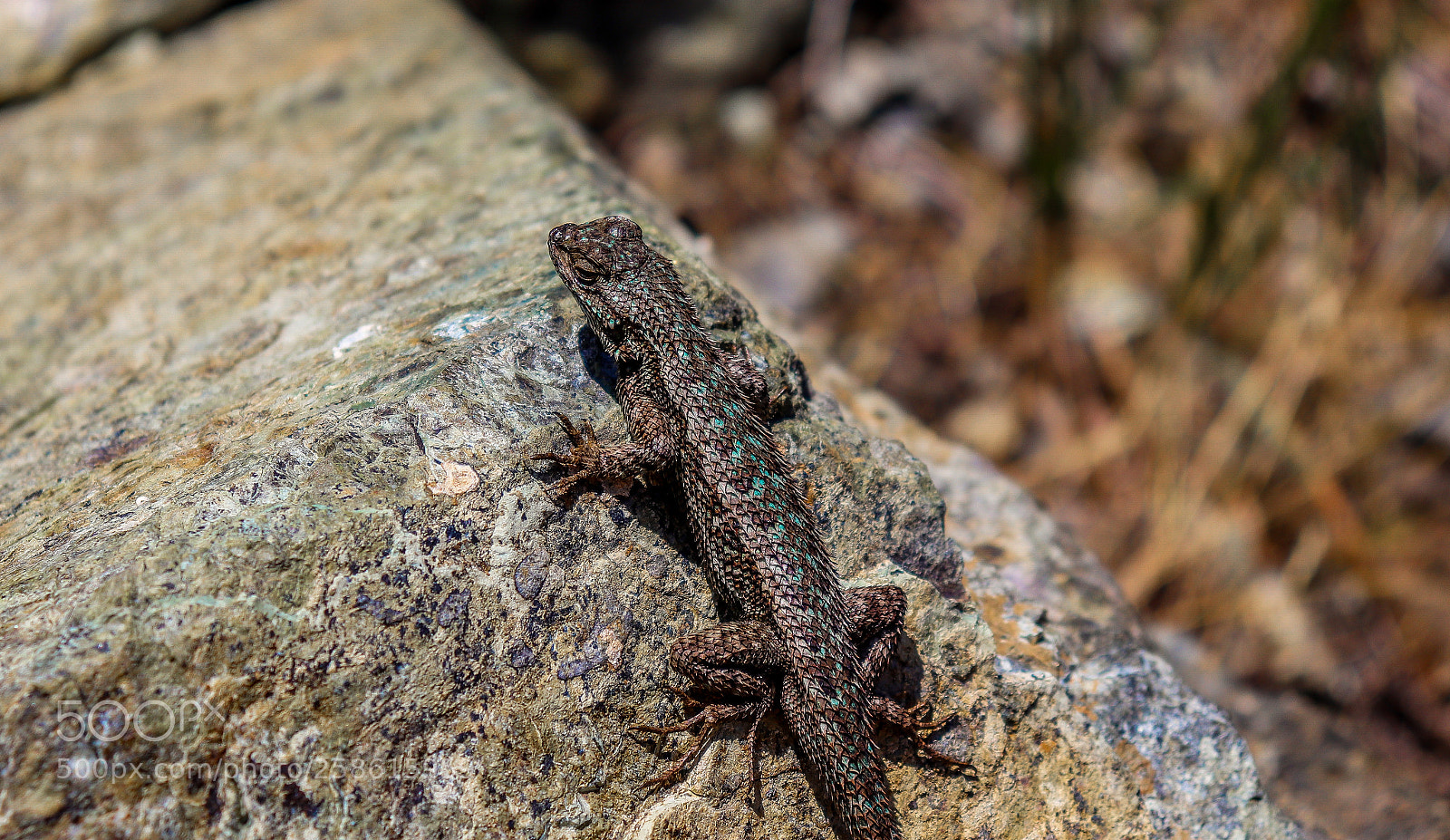 Canon EOS 800D (EOS Rebel T7i / EOS Kiss X9i) sample photo. Lizzy lizard photography