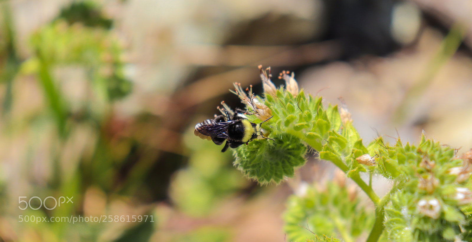 Canon EOS 800D (EOS Rebel T7i / EOS Kiss X9i) sample photo. Buzz off photography