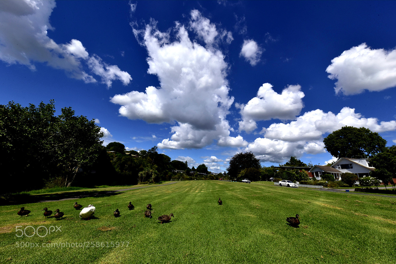 Nikon D810 sample photo. Riverside park photography
