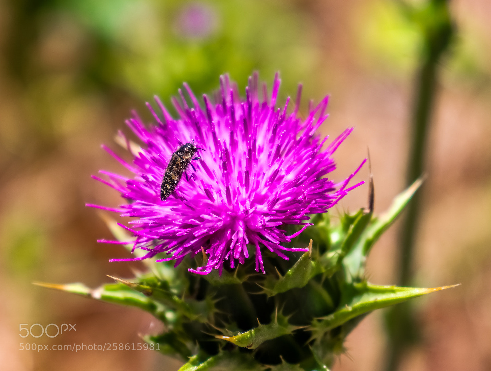 Canon EOS 800D (EOS Rebel T7i / EOS Kiss X9i) sample photo. Pollen covered bug photography