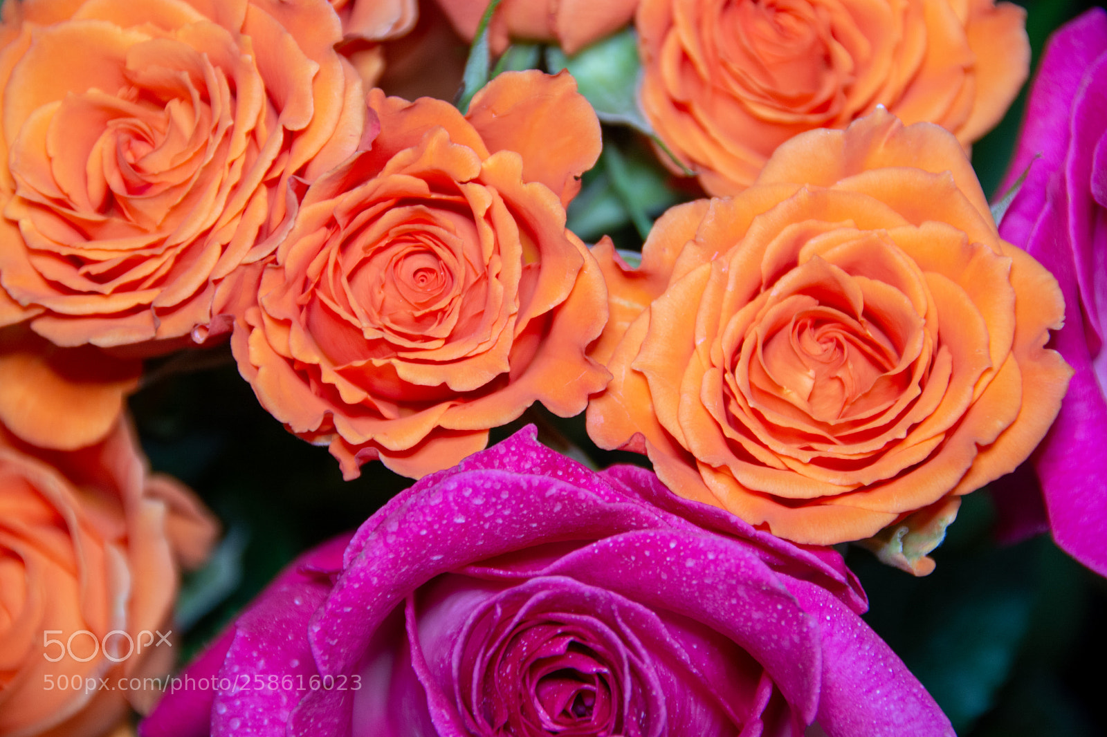 Nikon D7100 sample photo. Orange white roses w photography
