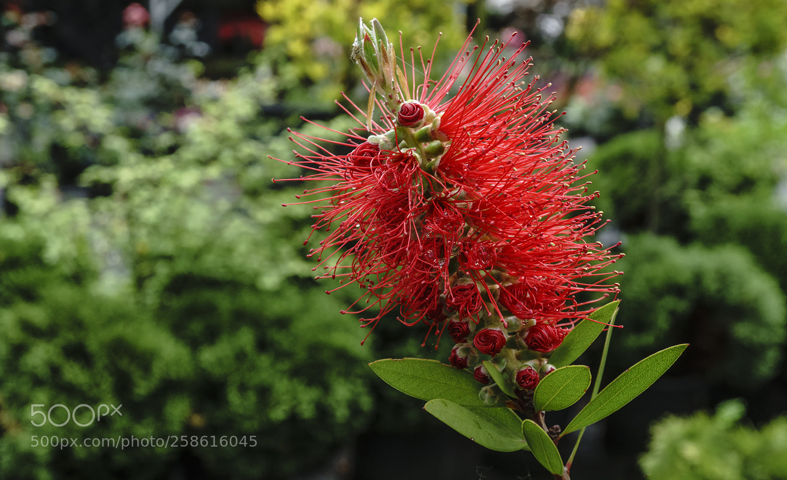 Sony a6300 sample photo. Fir a alisi callistemon photography