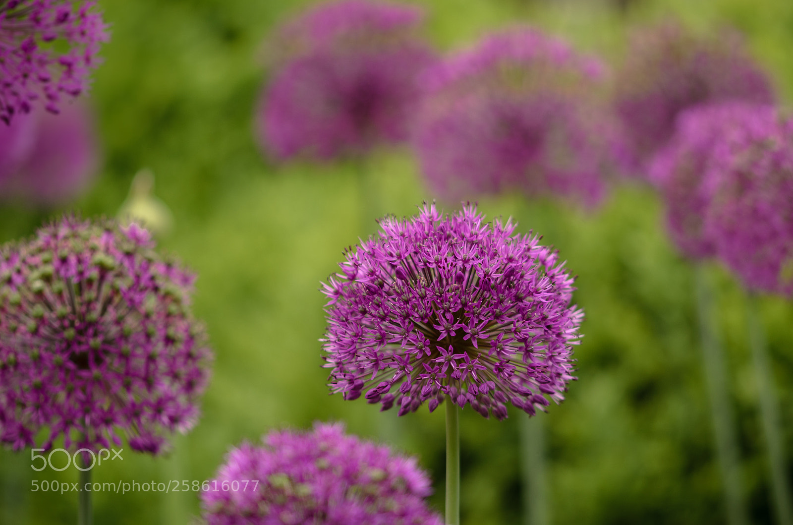 Nikon D5100 sample photo. Allium photography