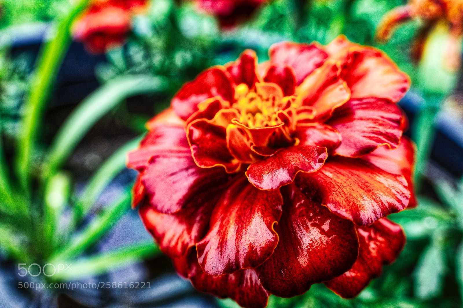 Nikon D7200 sample photo. Flower photography