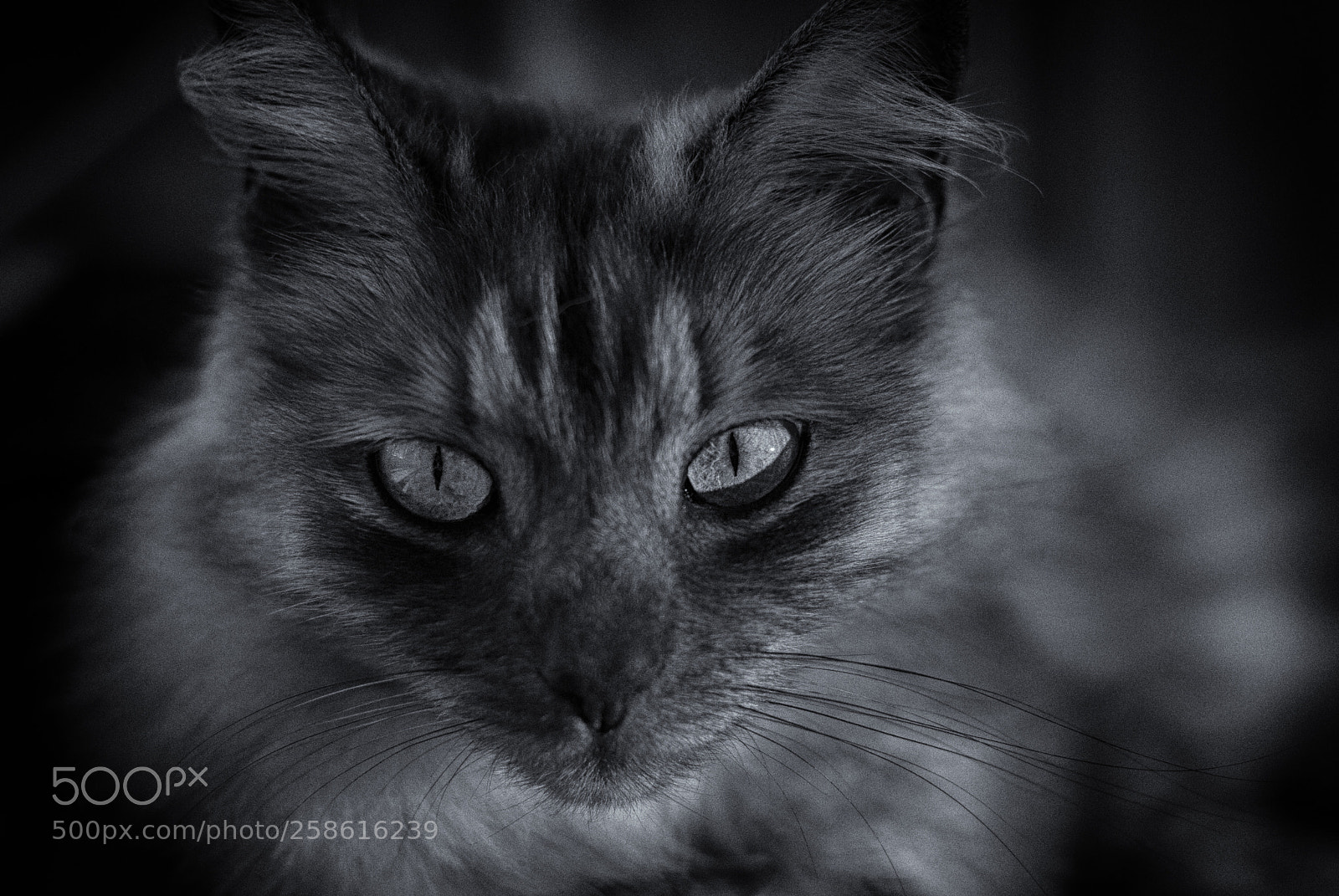 Nikon D80 sample photo. Jpg b&w photography
