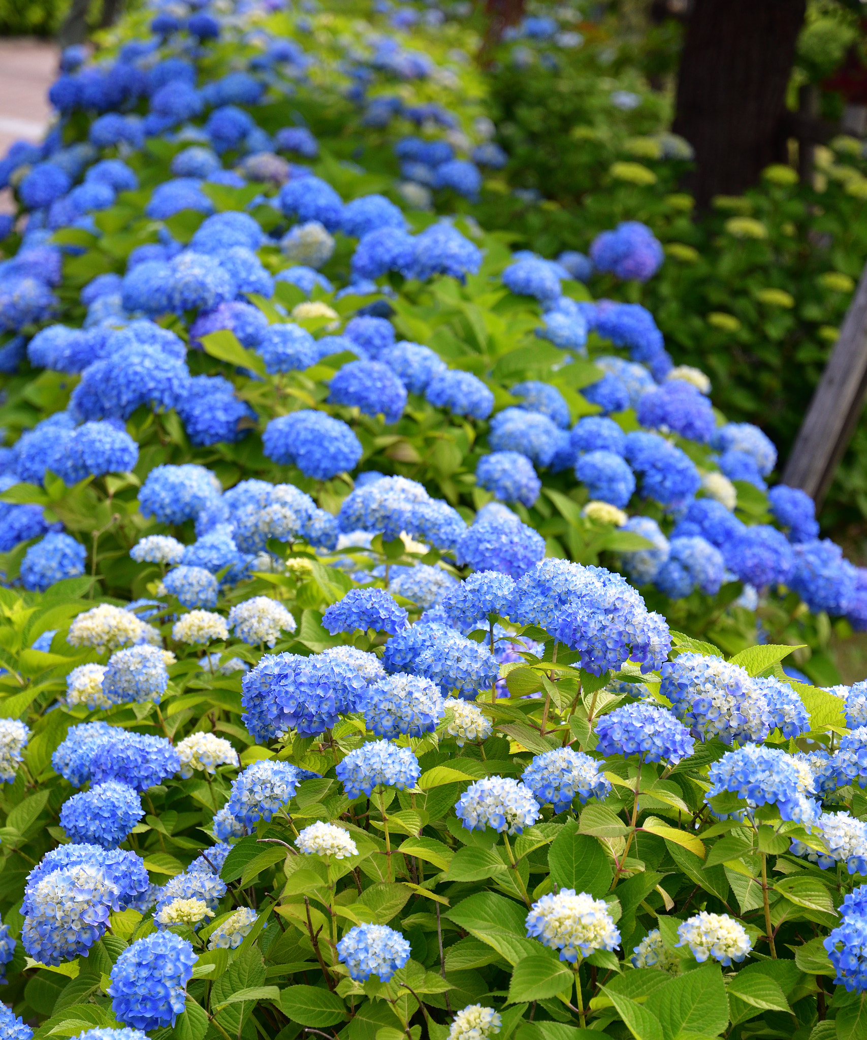 Nikon D500 sample photo. Hydrangea photography