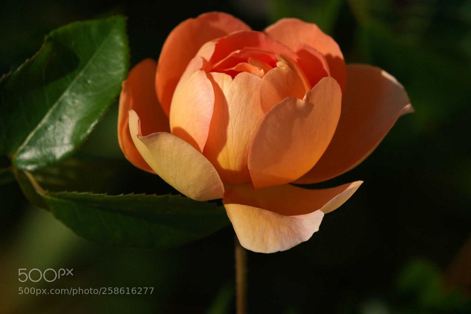 Sony a7R III sample photo. Rose photography