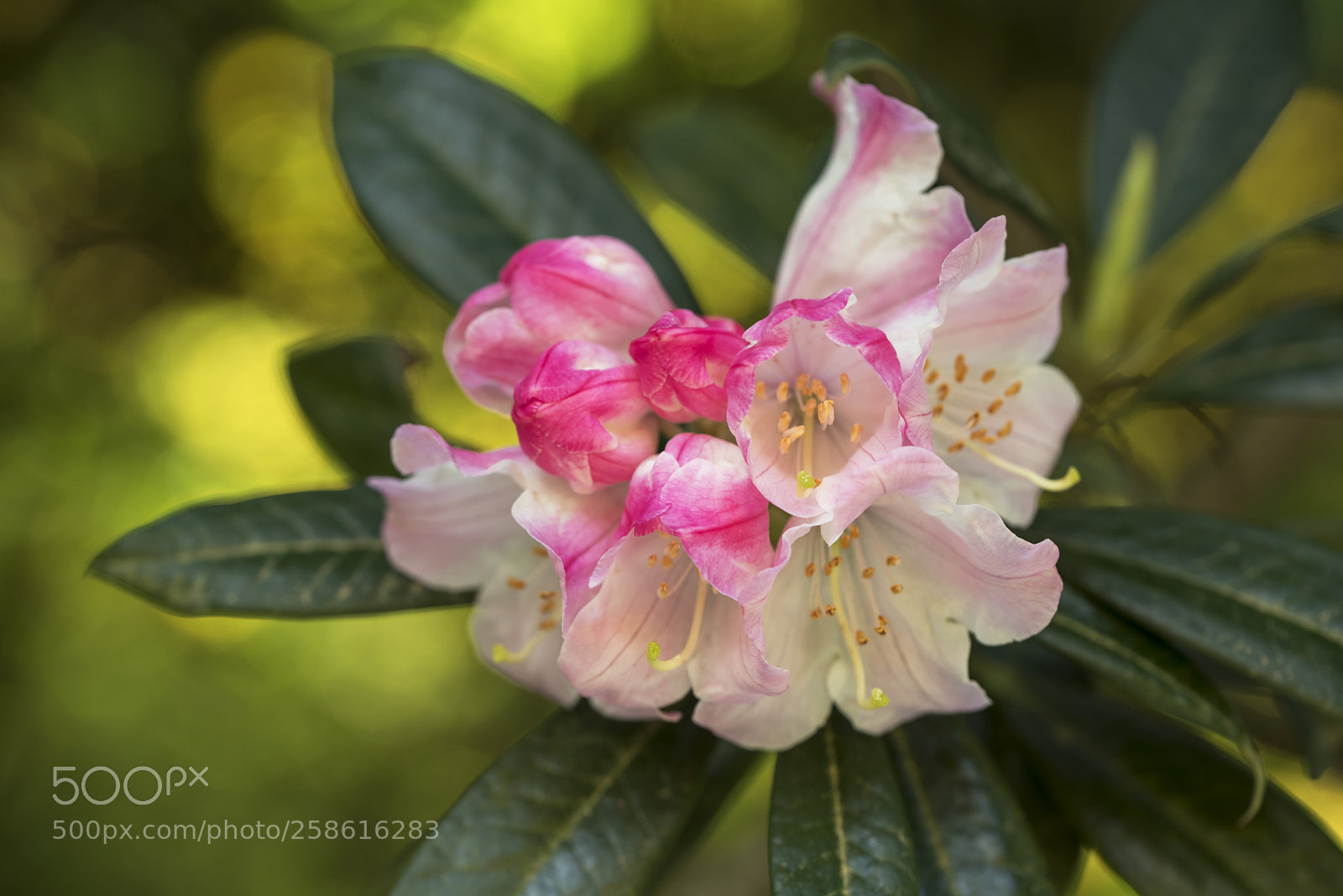 Nikon D750 sample photo. Azalea flower photography