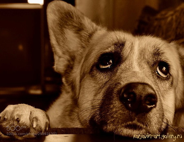 Sony Alpha DSLR-A700 sample photo. Timon photography