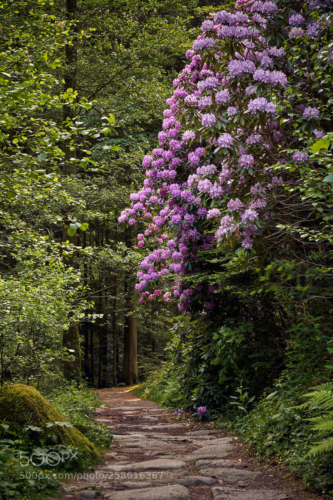 Sony a7 III sample photo. Rhododendron path photography