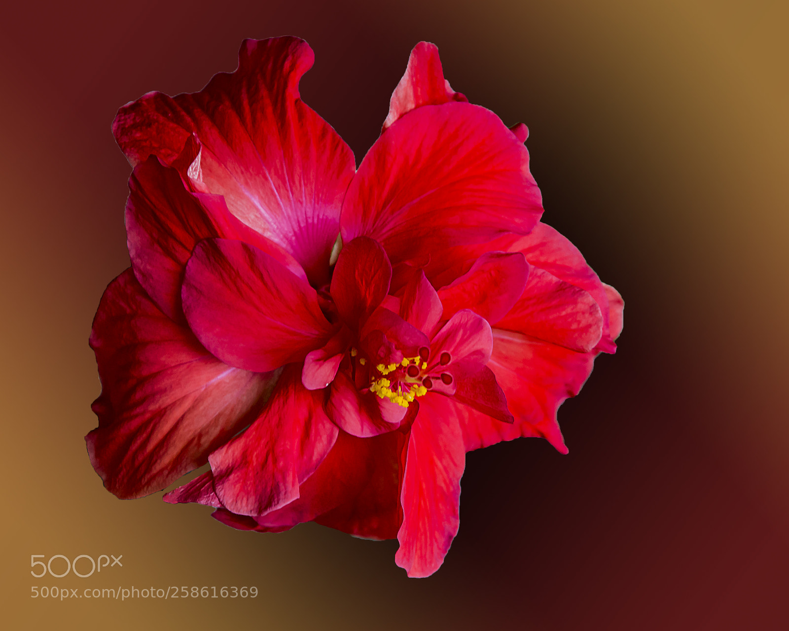 Nikon D5200 sample photo. Nicely arranged photography
