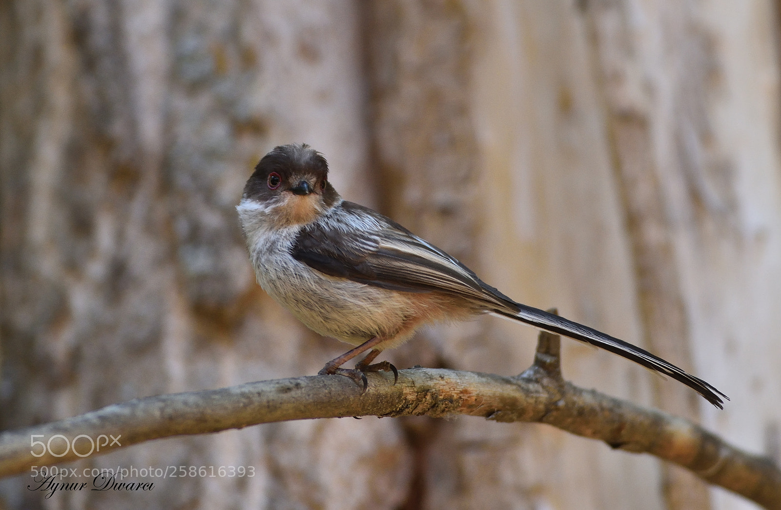 Nikon D7200 sample photo. Long-tailed tit - aegithalos photography