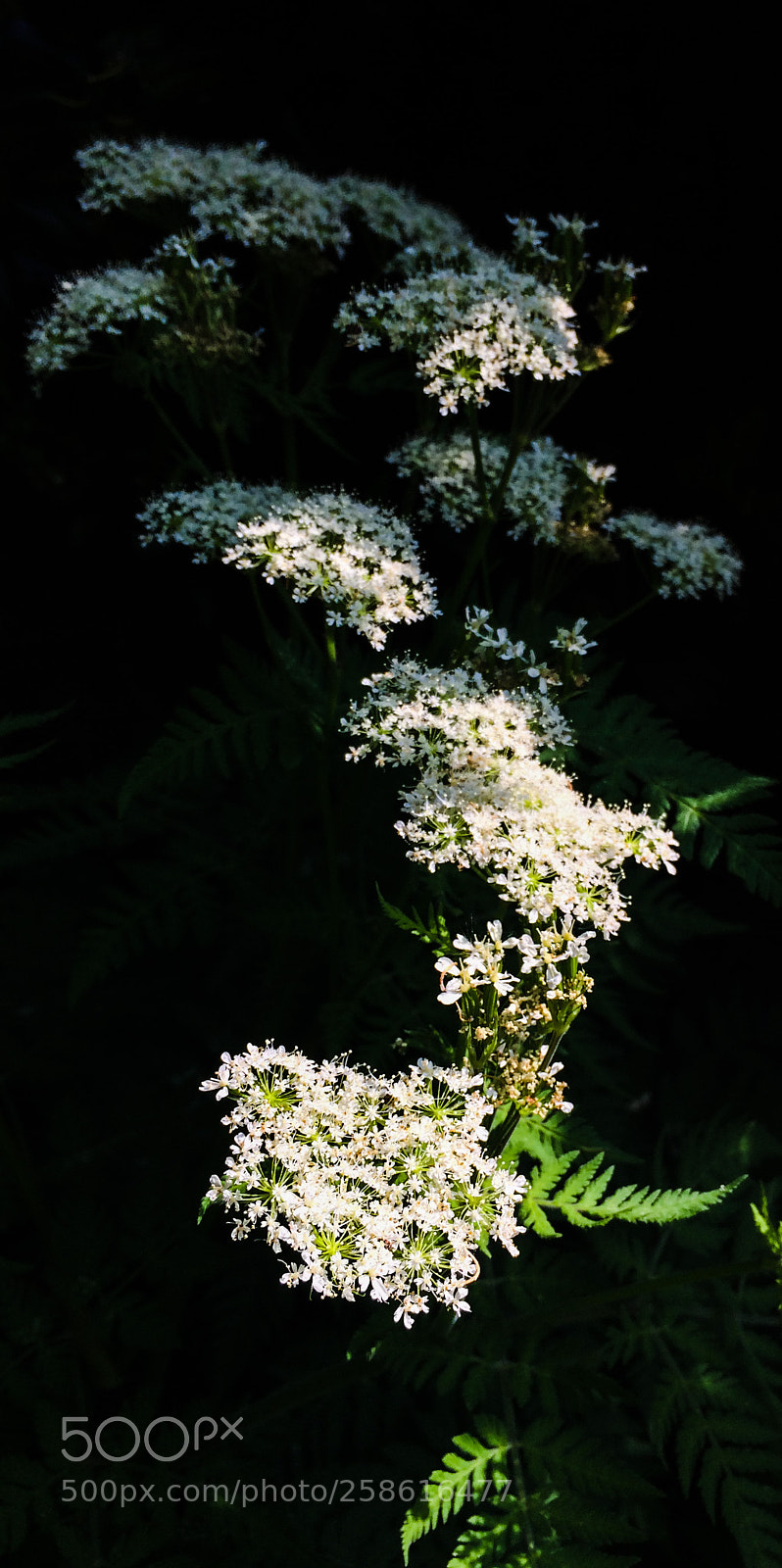 Apple iPhone 5s sample photo. Sweet cicely photography