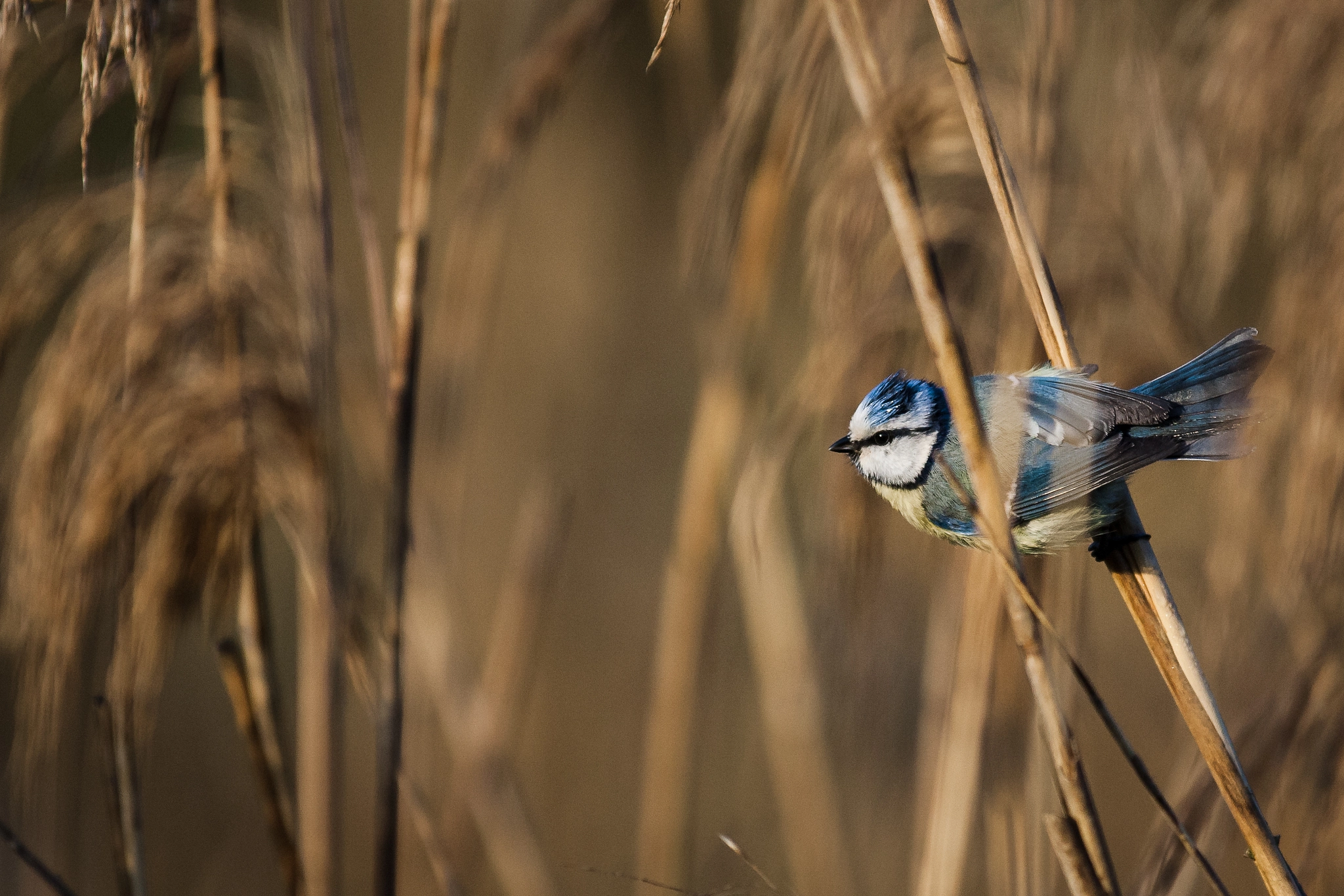 Canon EOS-1D Mark III sample photo. Bluetit in the morning photography