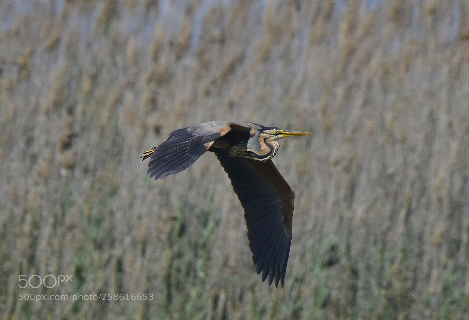 Nikon D810 sample photo. Garza imperial photography