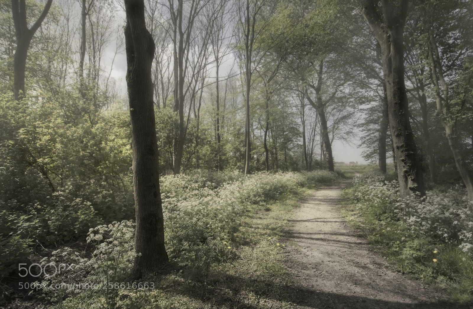 Nikon D5100 sample photo. Into the woods !! photography