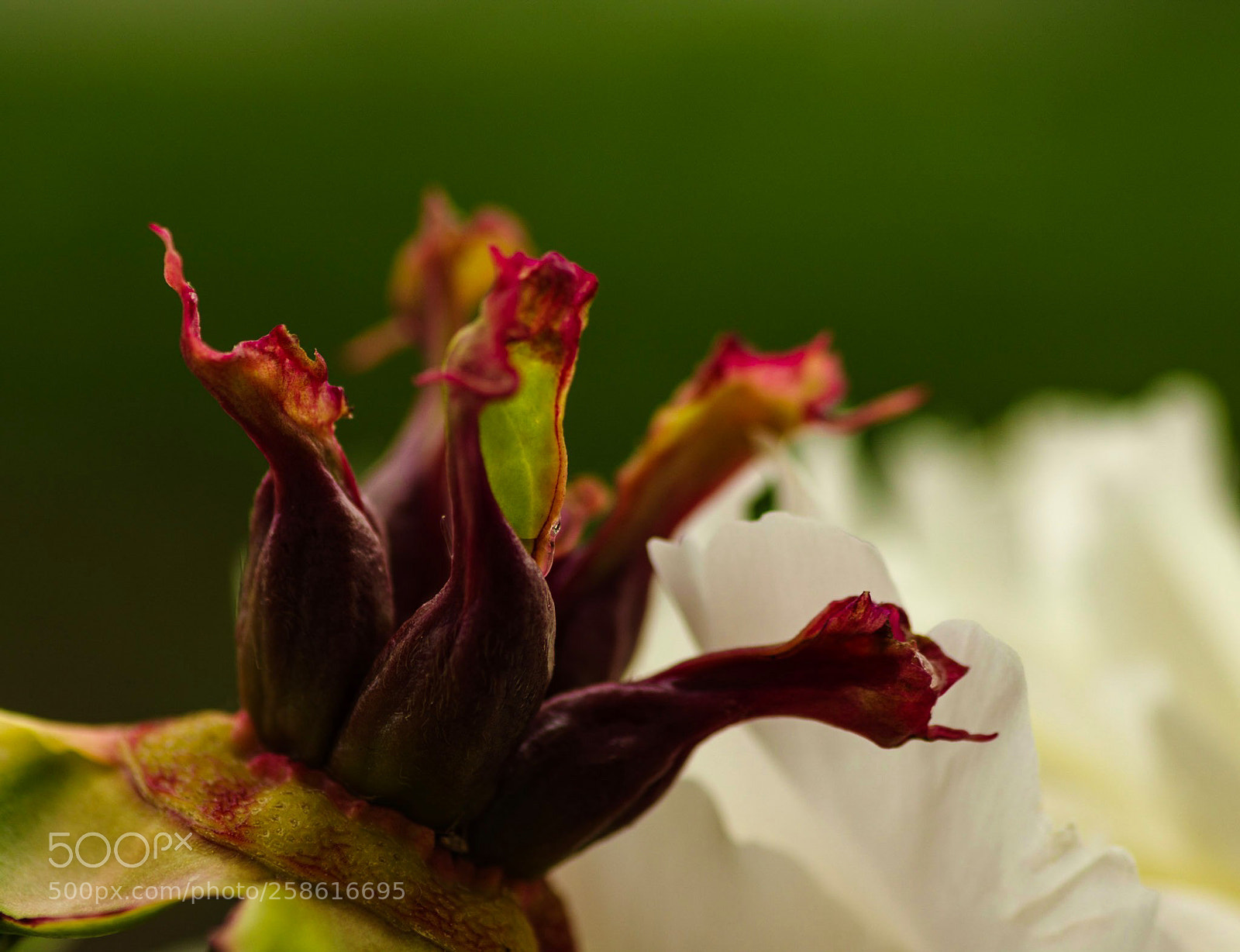 Pentax K-3 II sample photo. Just like making love photography