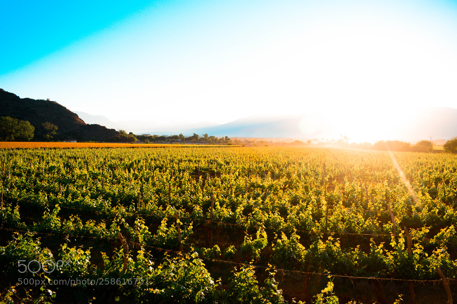 Nikon D5300 sample photo. Viñedos argentinos photography