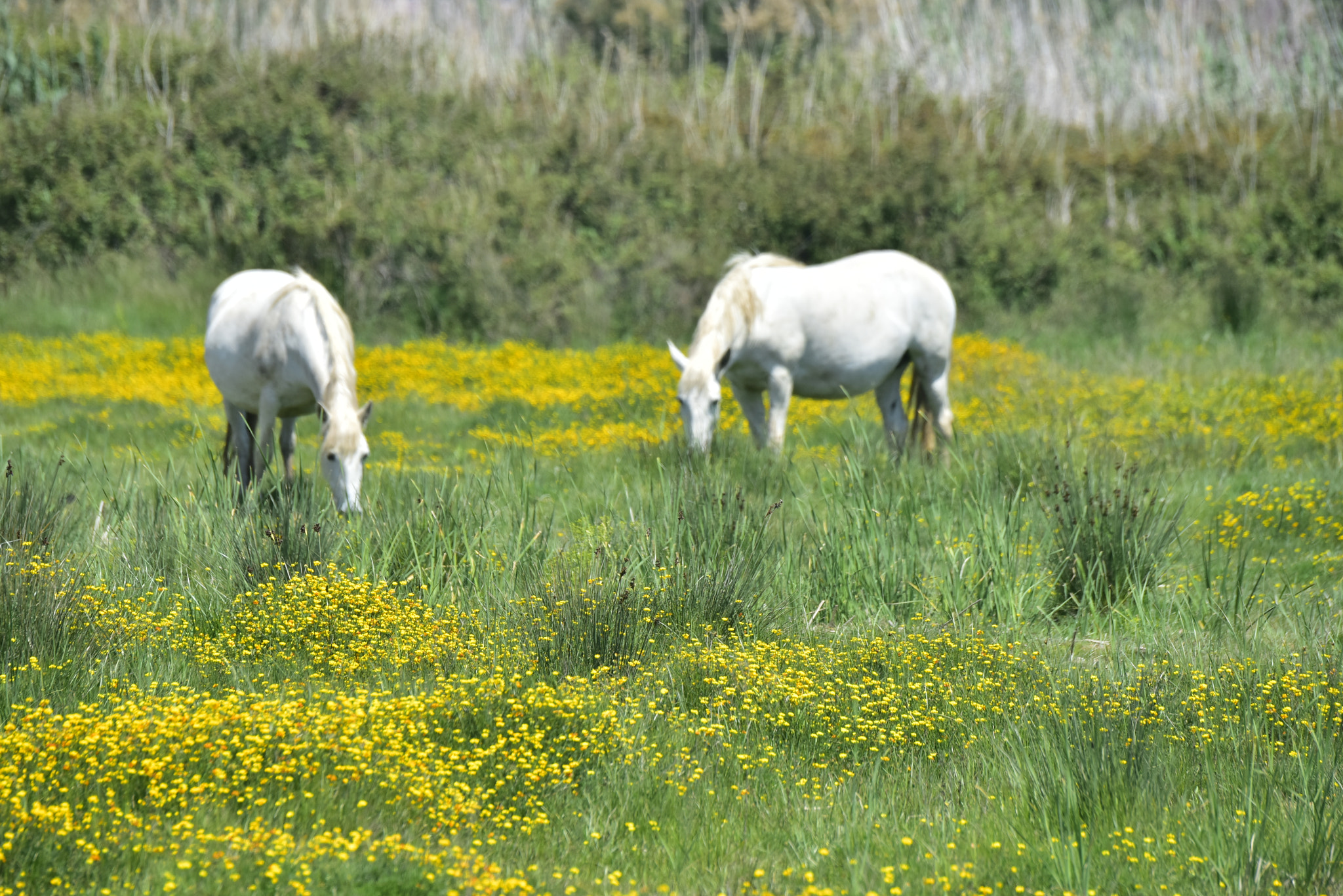 Nikon D810 sample photo. Caballos photography