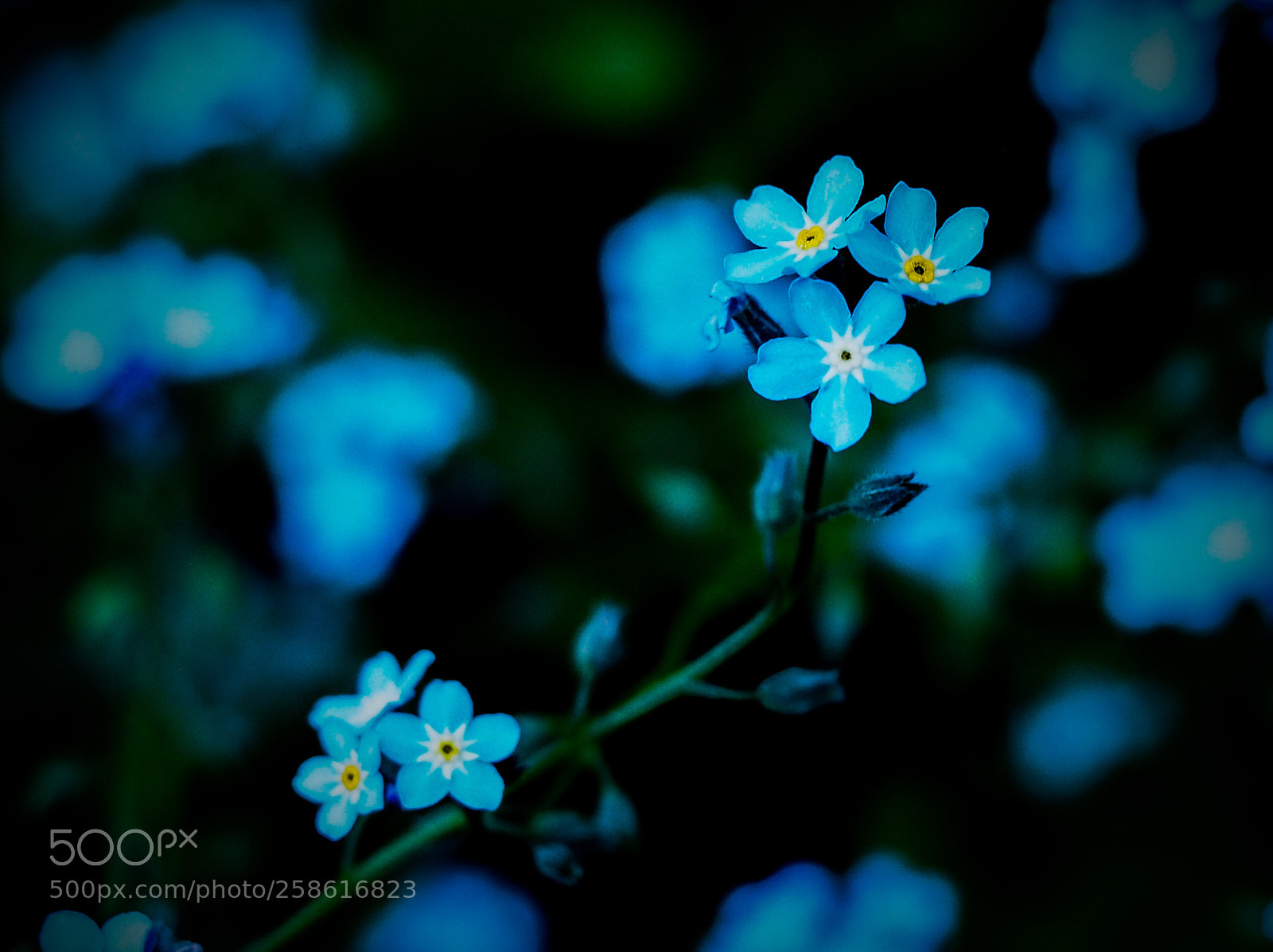 Olympus OM-D E-M5 II sample photo. Forget-me-not photography