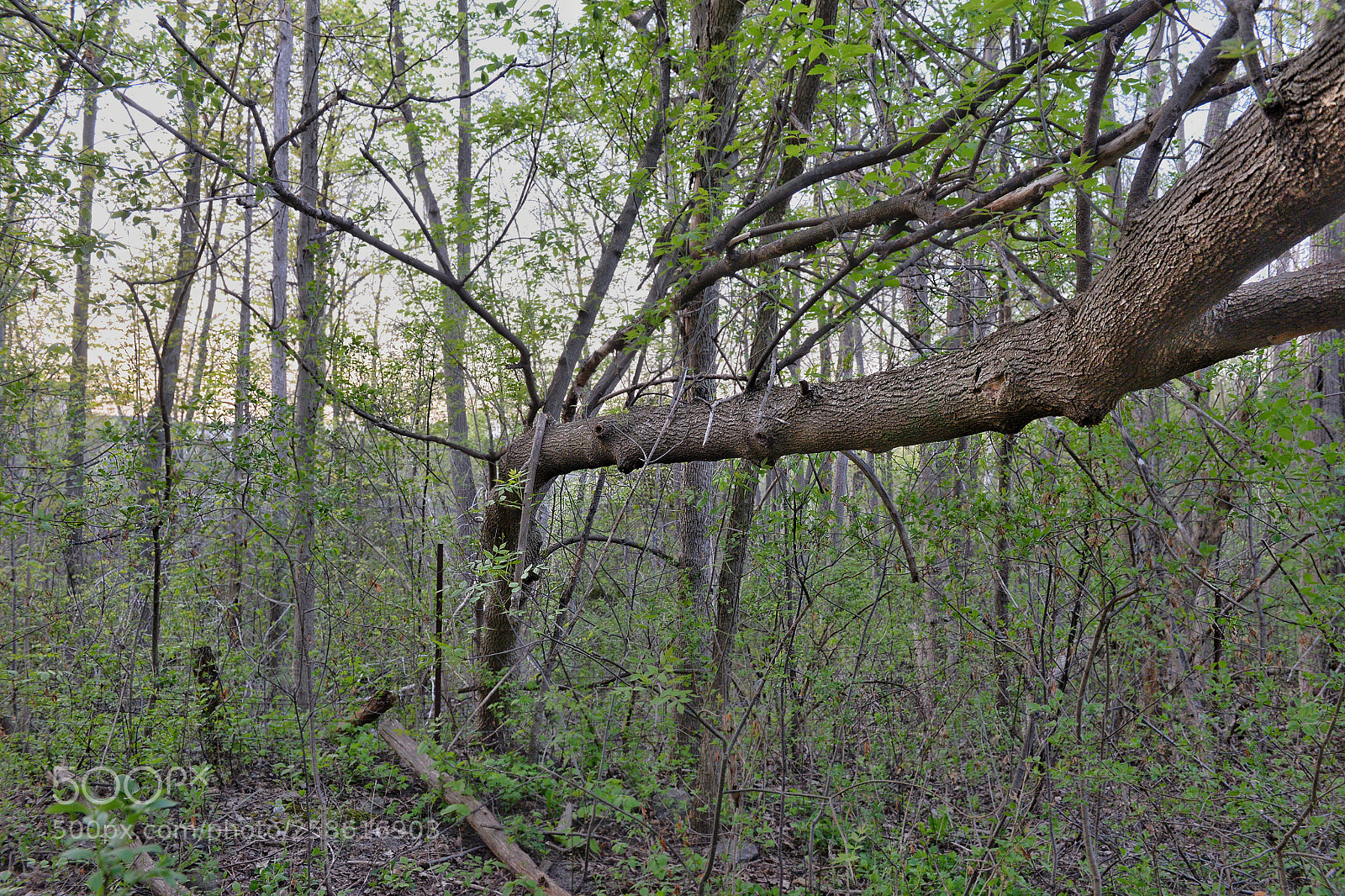 Nikon D610 sample photo. Spring forest photography