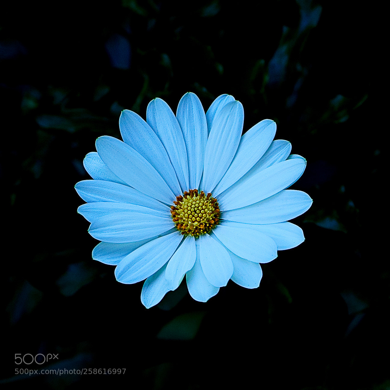 Sony a7R III sample photo. Daisy photography